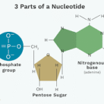 Nucleotides: Their Role in DNA and RNA Formation