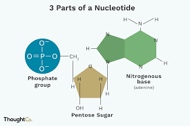 Nucleotides: Their Role in DNA and RNA Formation